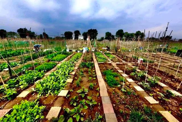 【FENG娱】永定河畔租个“私家菜园”,享受农忙乐趣,体会丰收喜悦!