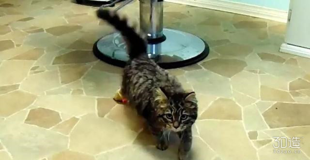 天生残疾的小猫咪,残疾小猫咪视频