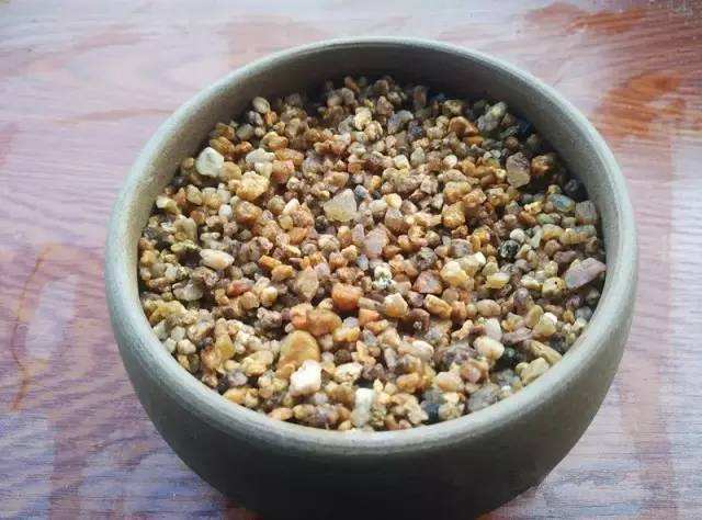 多肉一直长不大怎么修剪,多肉不停开花怎么办