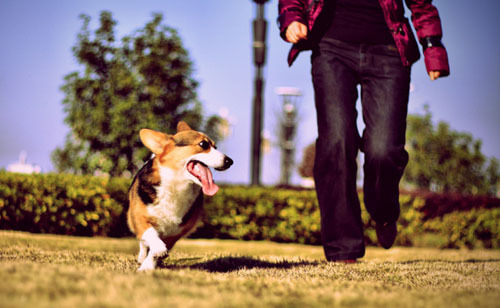 太胖的狗狗容易得糖尿病？不如试试纽顿狗粮