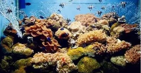 小梅沙海洋世界团购,小梅沙海洋世界和欢乐海岸海洋馆