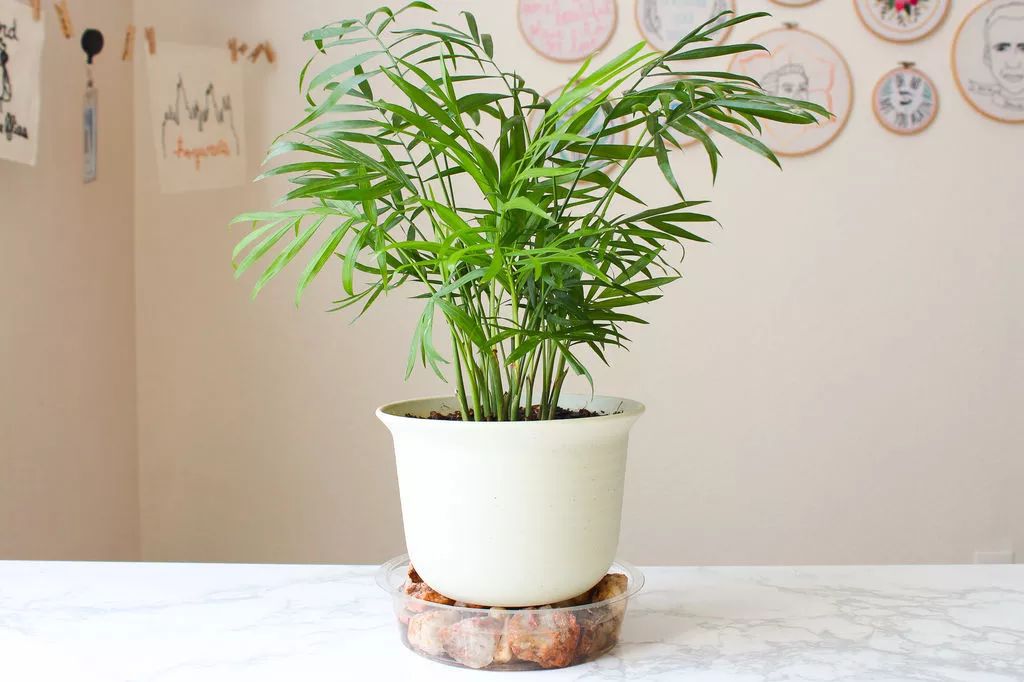 适合闷养的蕨类植物,彩色蕨类植物怎么养护