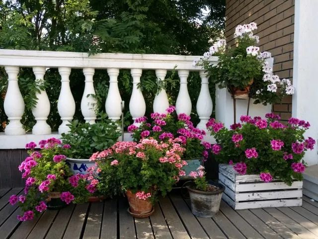 盆花极度干旱怎么处理,盆花水涝了怎么办