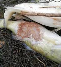 加州鲈苗期的病害,加州鲈鱼病害防治法