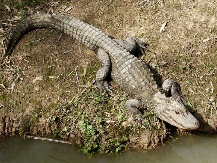 恐龙灭绝后史前十大爬行动物,恐龙灭绝后的哺乳动物