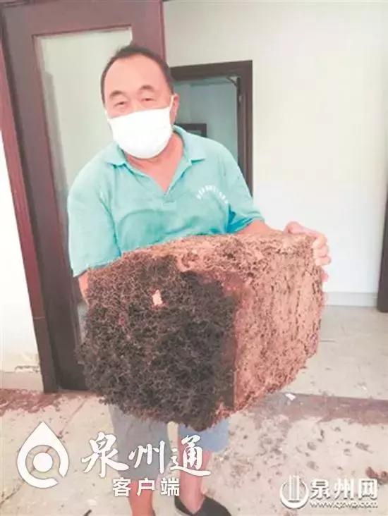 小心！近期这些毒虫出没频繁，已有数人被咬！可致命