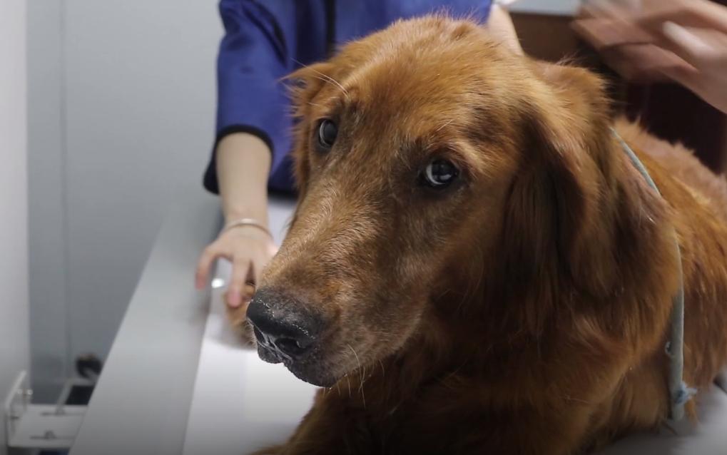 叼着绳子的金毛找到了吗,叼着绳子的金毛后续