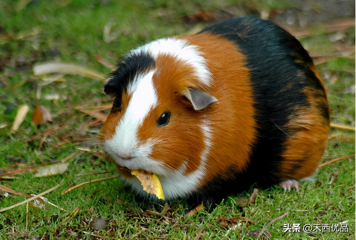 豚鼠的喂养,豚鼠喂养笼子