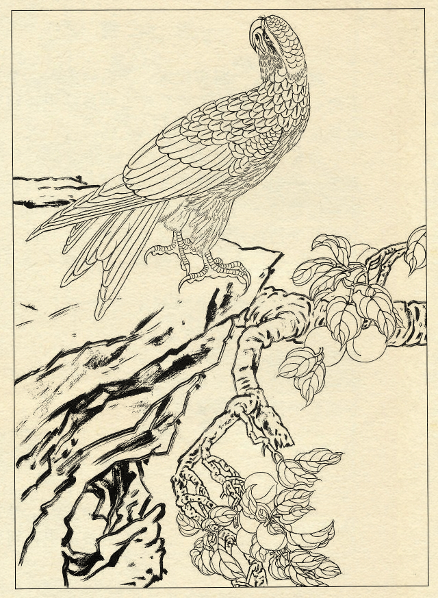 白描鹰技法基础入门,工笔画素材白描鹰图漂亮