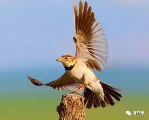 四大名鸟和红子鸟区别,传统笼鸟四大名鸟