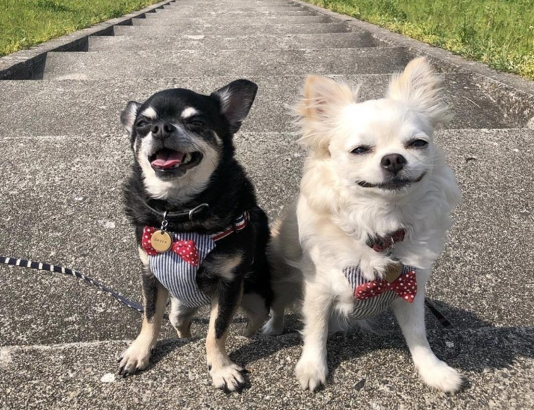 萌犬犬种,惹人喜爱的萌犬