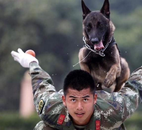 被禁养的狗有狗证也不行吗,马犬成都属于禁养犬吗