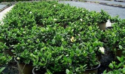 刚买回来的栀子花为什么经常黄叶,新买的栀子花晒一下太阳打蔫儿了