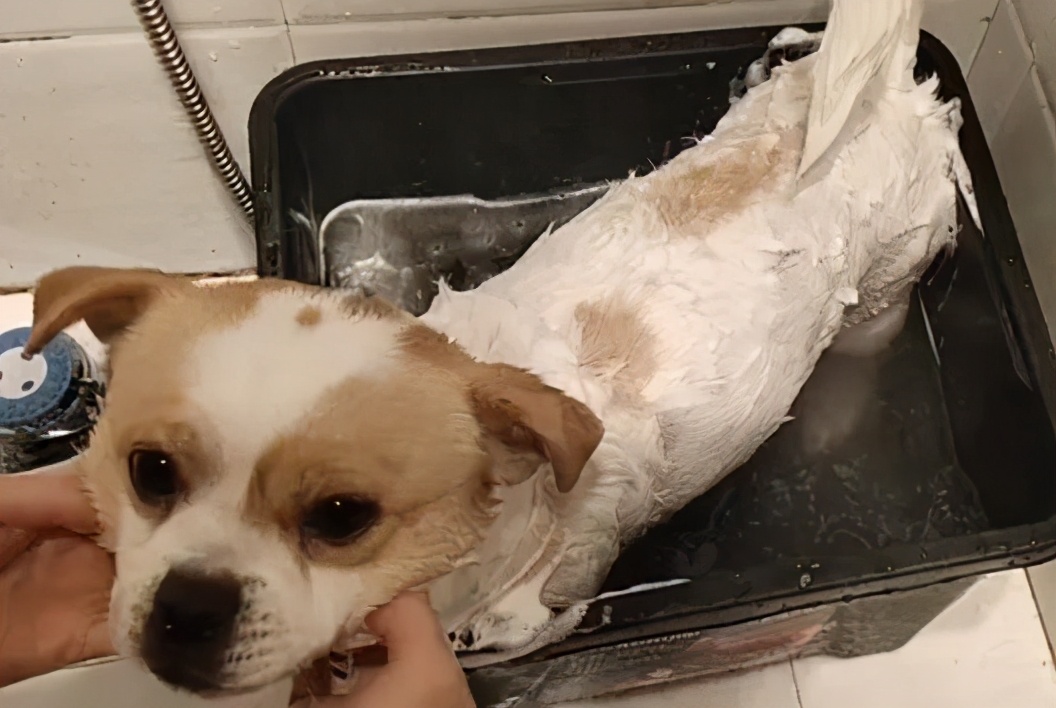 毛孩子洗护大片,毛孩子沐浴液