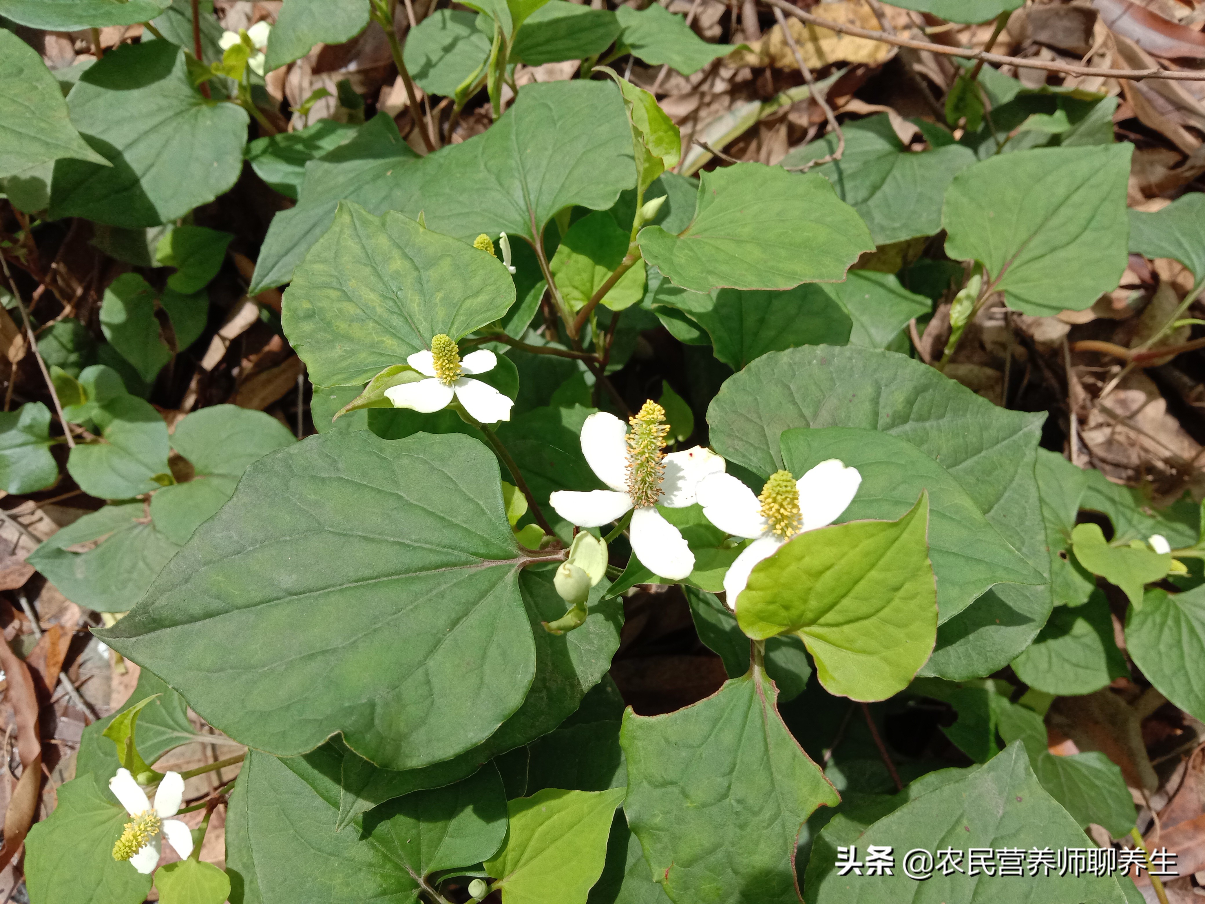 鱼腥草煮水洗澡能治湿疹吗,鱼腥草泡水洗澡可以给婴儿洗吗