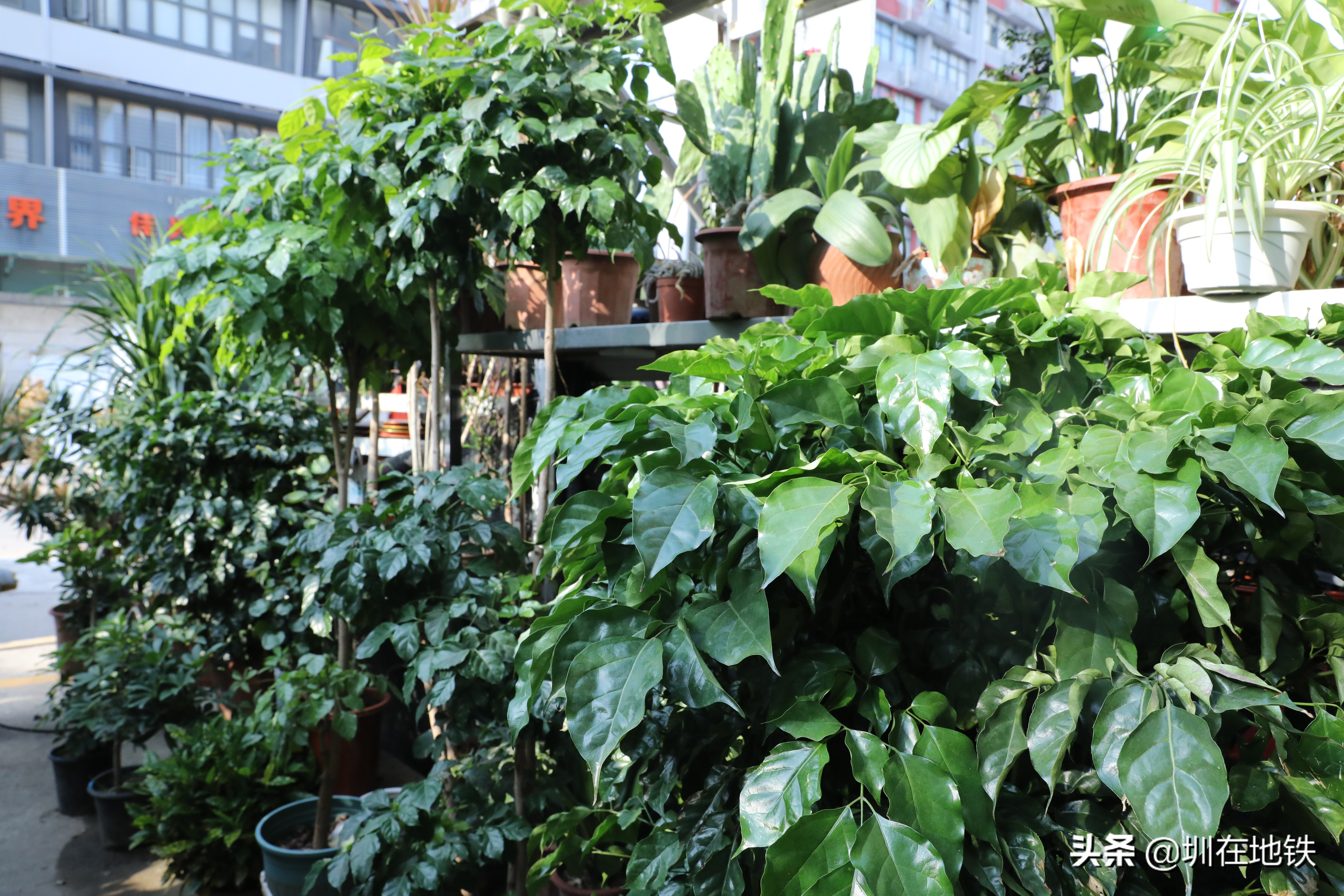 乘坐地铁到滘口花卉市场,从地铁到花卉市场