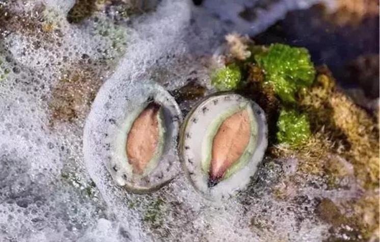 世界鲍鱼品种大全，你若知道其中5种，我叫你三声大哥