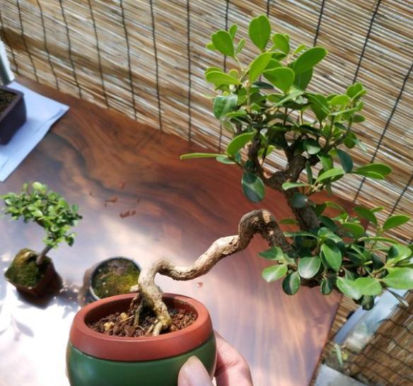 网购黄杨上盆后20天后黄叶怎么办,黄杨盆景黄叶怎么办