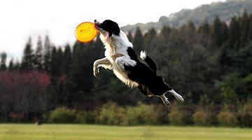 全世界100种名贵狗,世界上46多种名狗图文说明