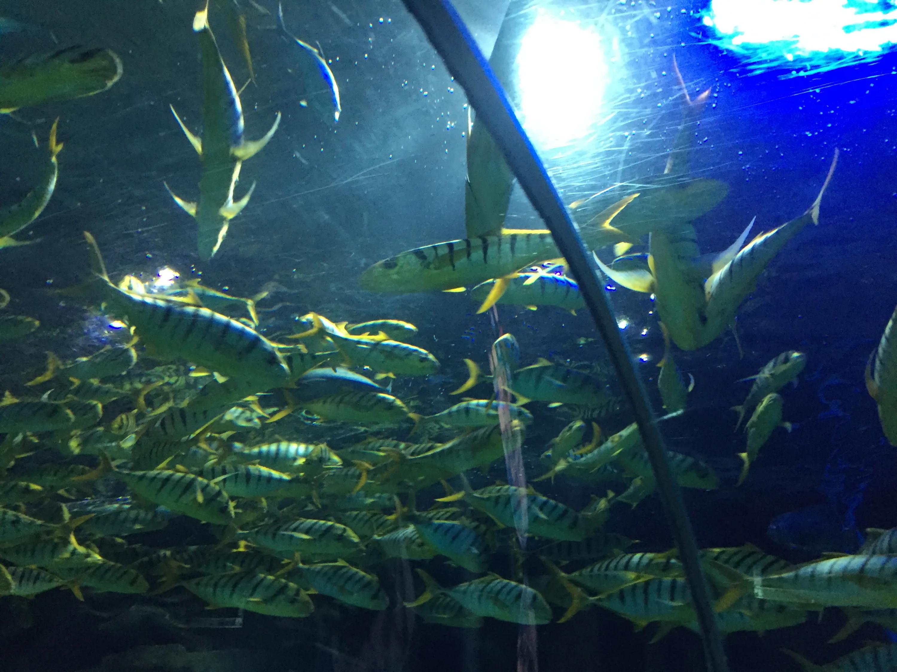 京津冀旅游一卡通海底世界,海底世界可以用旅游一卡通吗