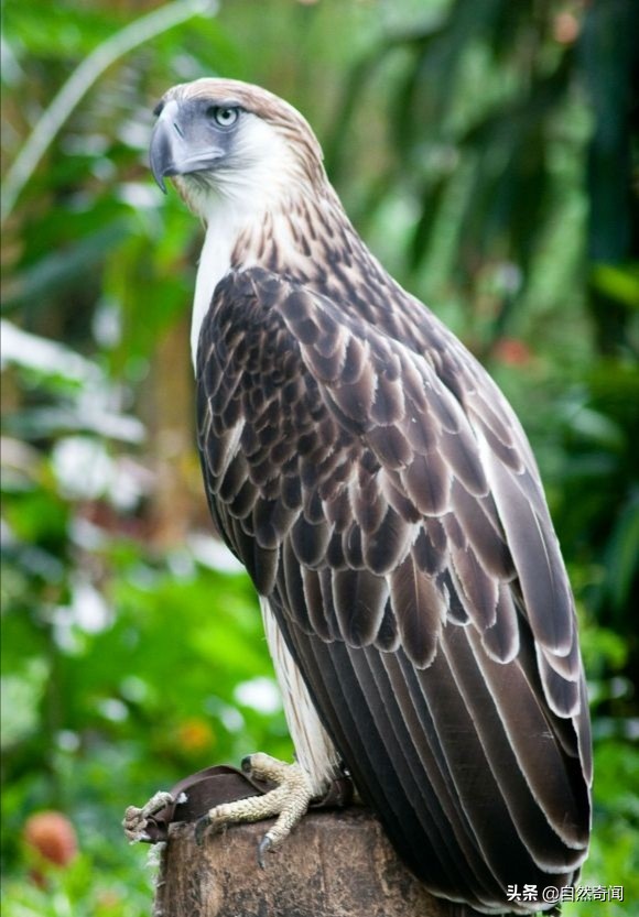 金雕猛禽排名,猛禽战斗力排行榜第一名