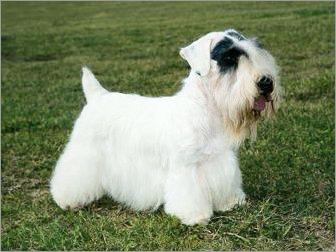 世上最罕见的狗品种图片,全世界狗品种视频