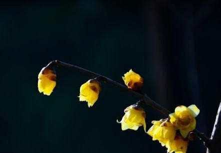 傲雪凌霜的腊梅正在绽放,傲立寒冬的腊梅