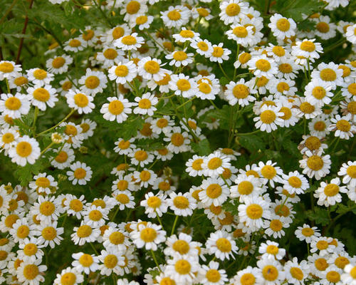 鲜花插花技巧专业术语,插花常见鲜花名称大全