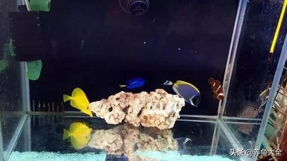 养鱼大神都养什么鱼,鱼缸养鱼都有哪些鱼