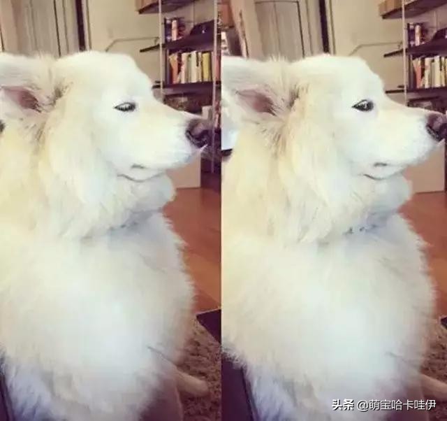 养了一只小萨摩耶,养一只萨摩耶是什么体验