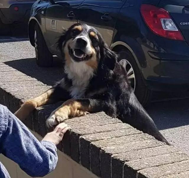 阿拉斯加被领养后又遭罪,面庞皮肤坏死,领养时四点条件不能少!