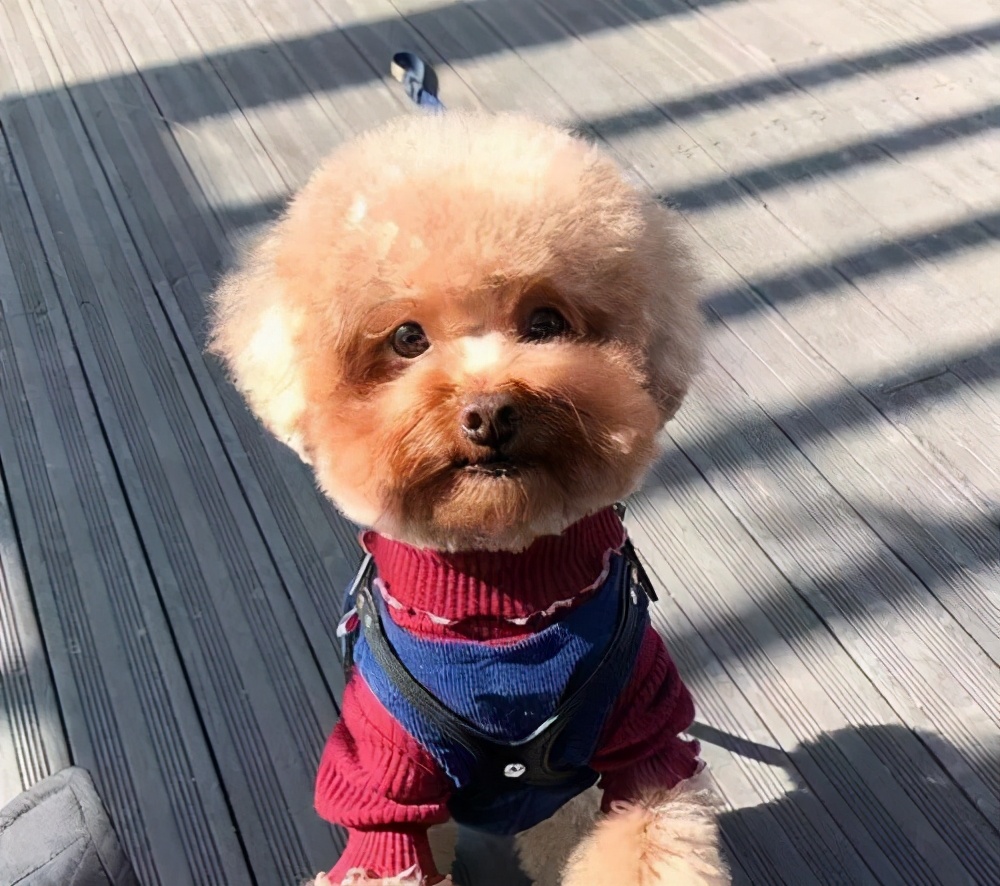 让泰迪最快熟悉的办法有哪些呢,遛泰迪的时候应该注意什么