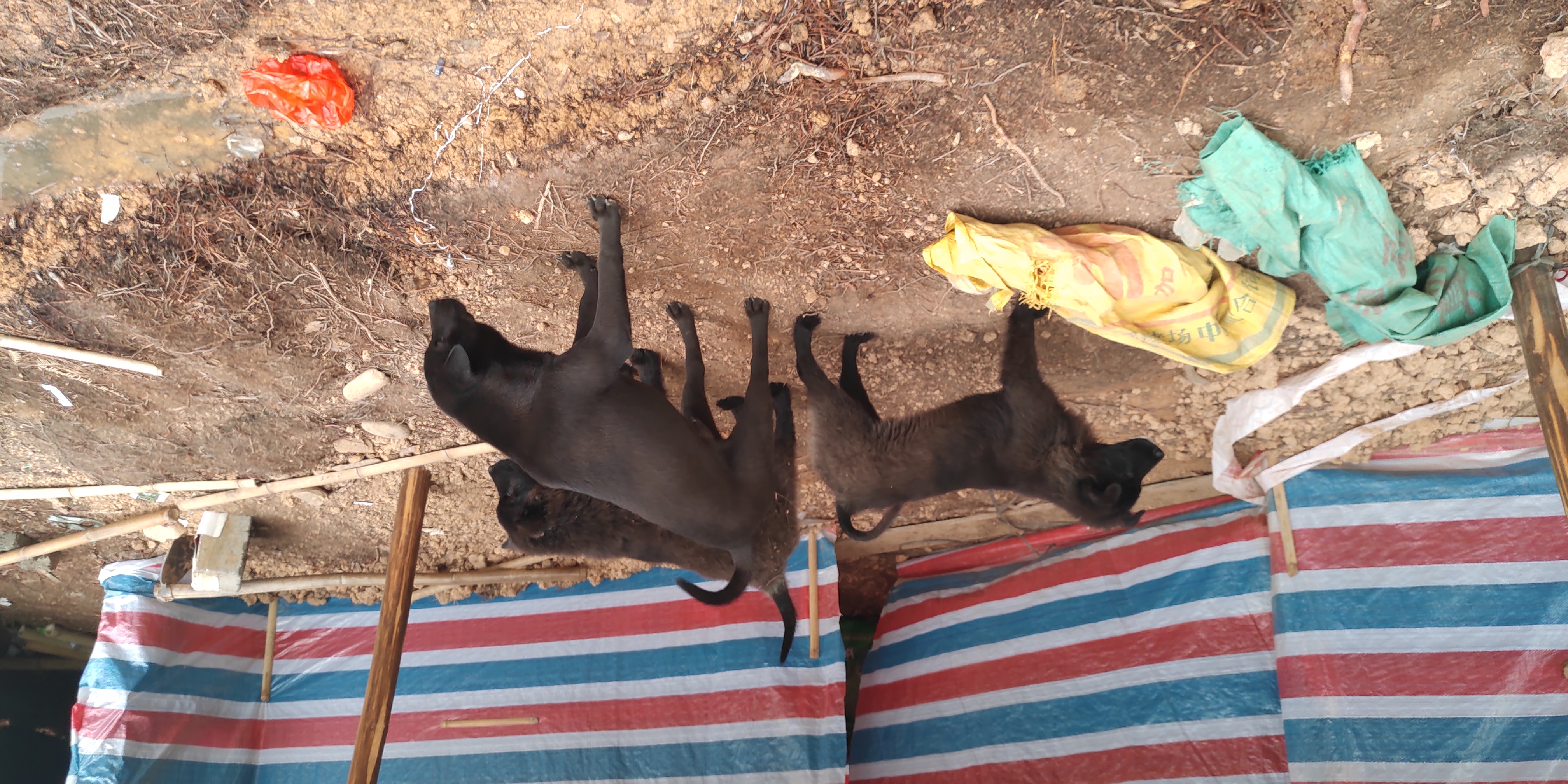 农村养狗规定由哪个部门管理,农村养狗注意防什么虫