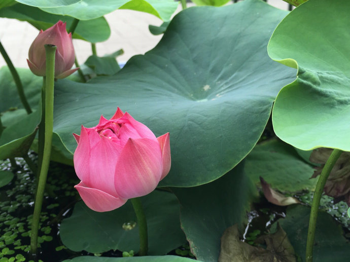 今天分享几十种荷花品种图鉴,荷花品种大全及名称图片
