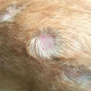 怎么学给狗看病,学给狗狗看病去哪里学