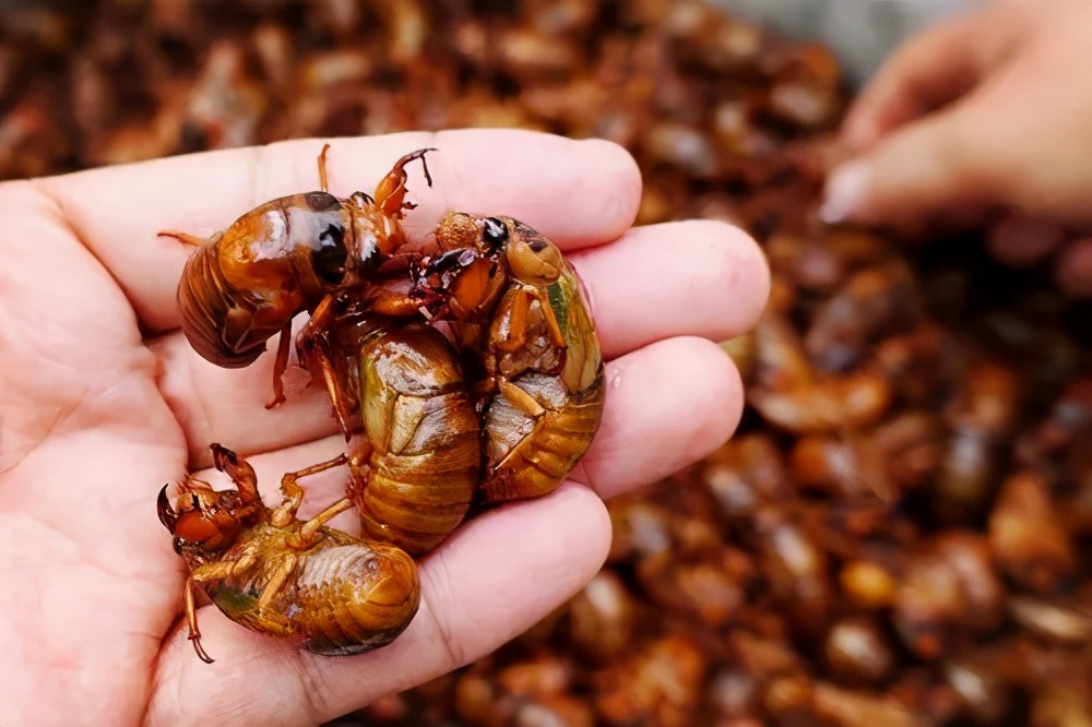 金蝉应该怎么做好吃,金蝉怎么炸又香又脆