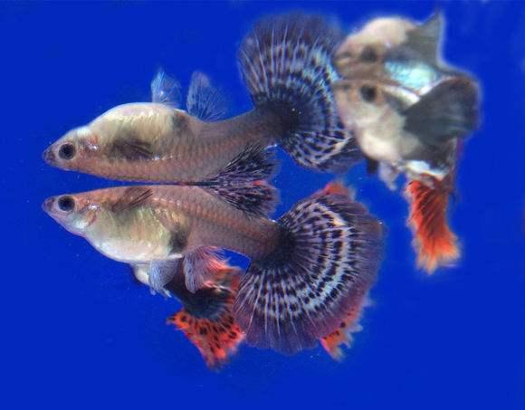 孔雀鱼苗什么时候长得最快,孔雀鱼苗的利用方法