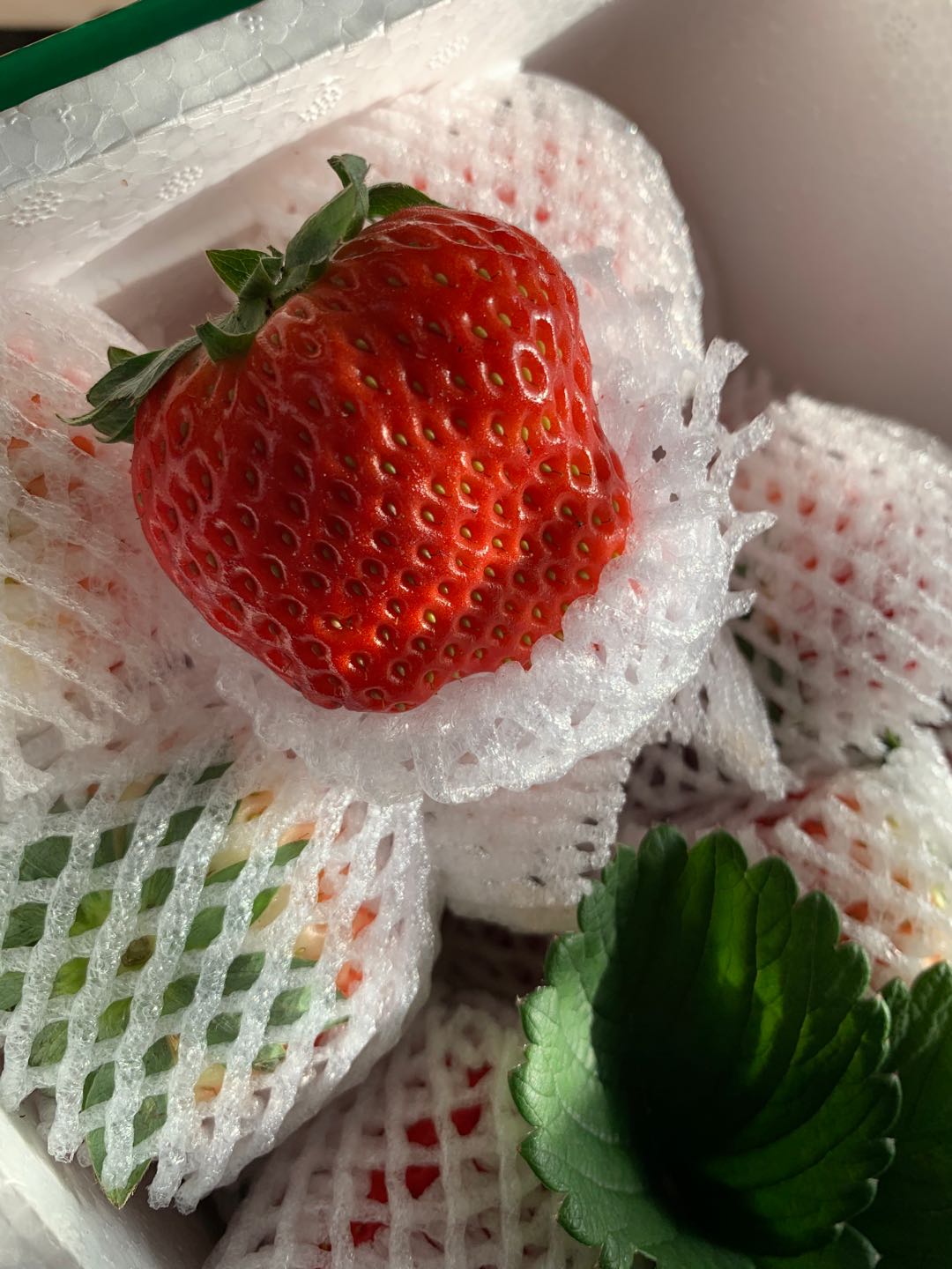 东港草莓一斤多少钱,丹东东港99草莓苗预定