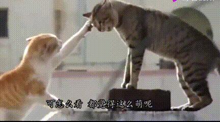 老虎：这是我准备养大吃的，你来凑什么热闹