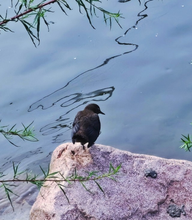 驼梁七月草原美，金莲妖娆入画里/郝贵云