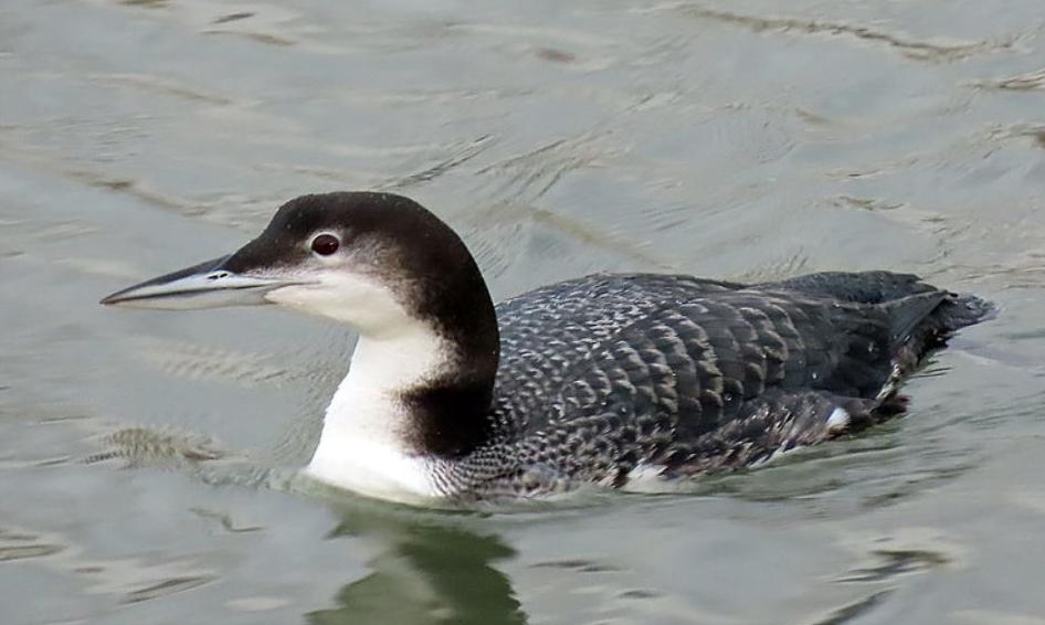 东江揽胜,惠州淡水常见鸟类图谱