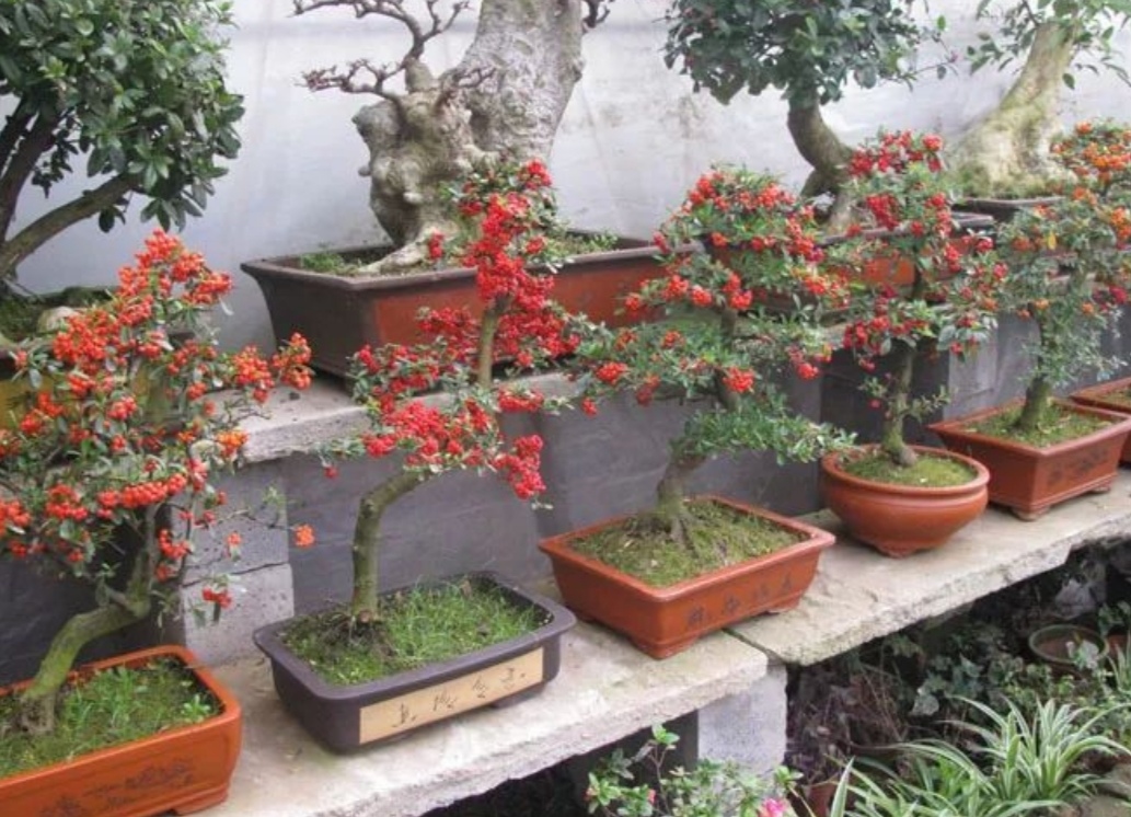 十种不适合做盆景的植物,盆景不用浇水品种