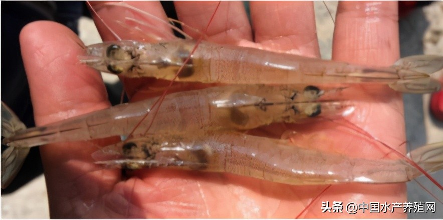 中草药制剂HCV弧菌病能防治、修复肝胰腺，广东省农业力推技术