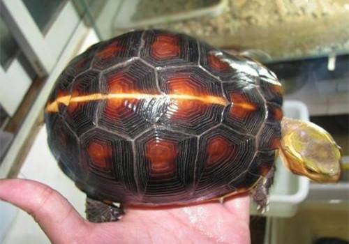 最美的乌龟图片,最美乌龟视频大全