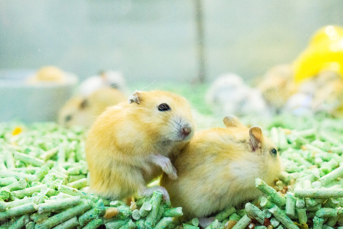 金丝熊一直咬笼子为什么,金丝熊为什么一直在咬笼子