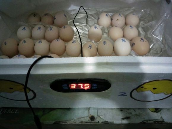 农家自繁自养本地土鸡简介,农村自孵自养纯土鸡