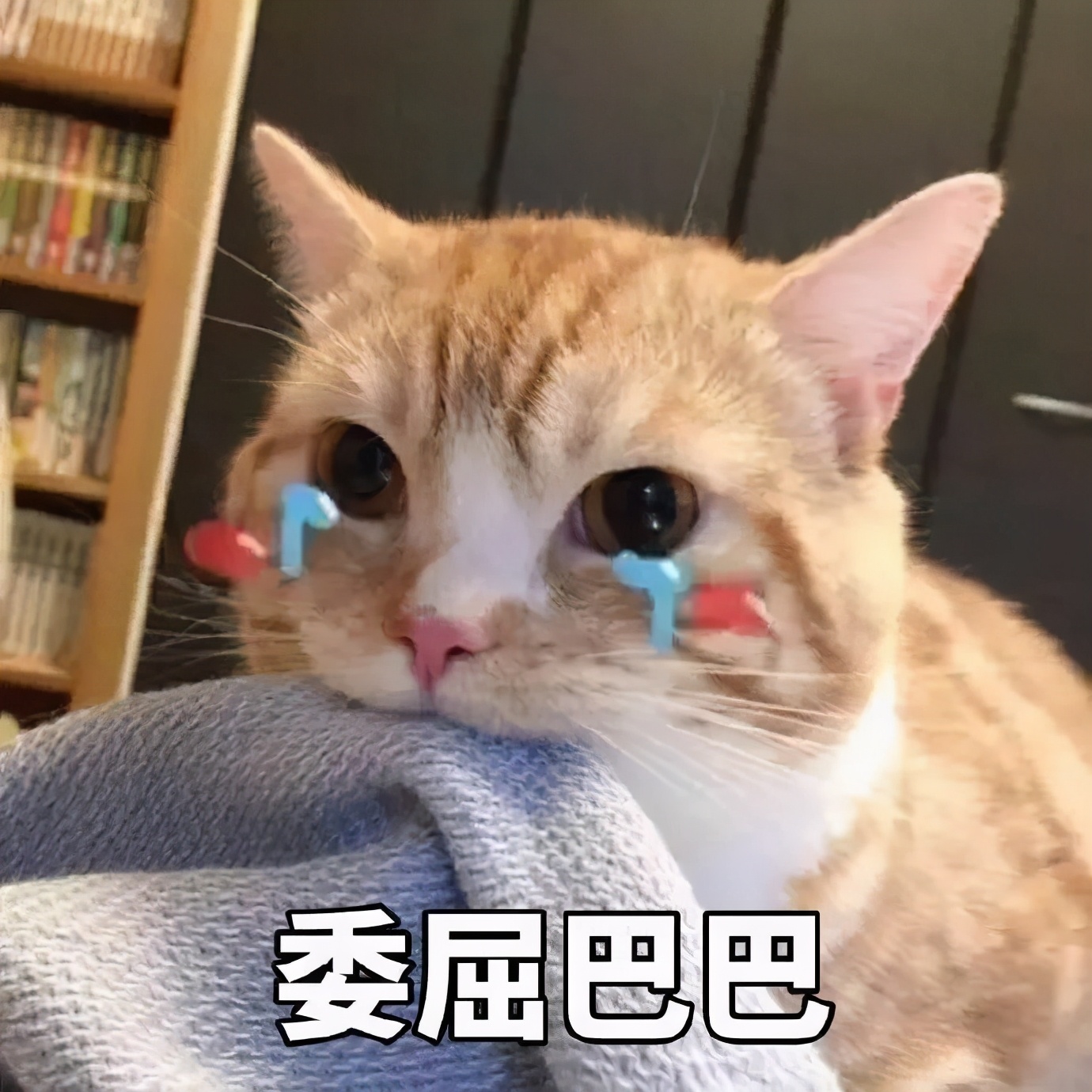 猫咪身上哪些部位不能碰水,猫咪身上的四个弱点