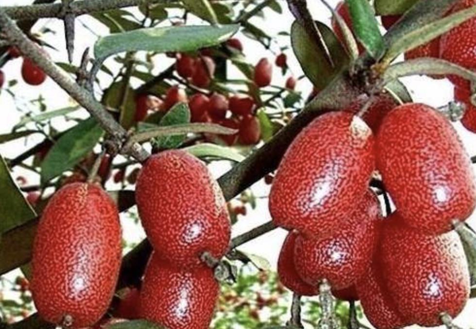 小时候地里有种像小葡萄的野果,无叶结小红果的果树