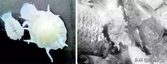 寄生虫多达6000条这种东西别乱吃,寄生虫的典型症状和表现