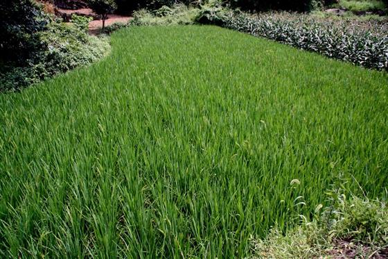 黄山的金凤凰,山沟里的金凤凰湖北